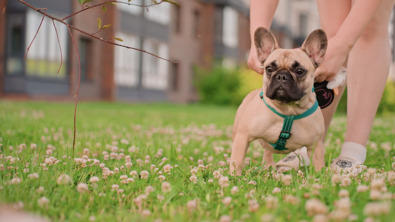 Man With Dog, Person Secures Lively Dog Outside, Individual Stabilizes Playful Bulldog On Grass, Person Maintains Control Over Lively Bulldog Actively Playing In Vibrant Park Environment