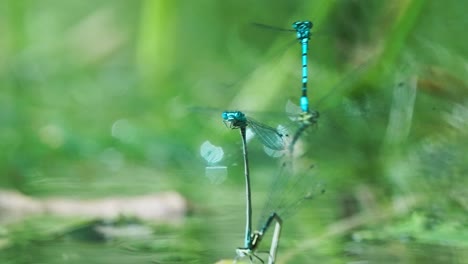 two pairs of dragonflies stuck together hovering over the pond in texel, breeding, pairing - slow motion