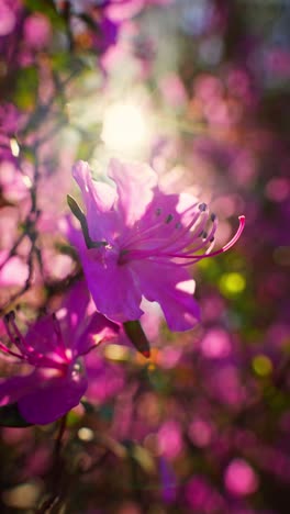close-up of pink azaleas in sunlight