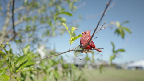 Fake-bird-perched-on-branch-of-tree-blowing-in-breeze