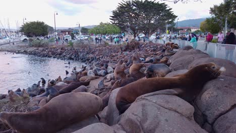 Toma-Panorámica-De-Primer-Plano-De-Cardán-De-Un-Gran-Número-De-Leones-Marinos-Reunidos-En-La-Costa-En-Monterey,-California