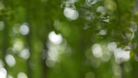 fondo bokeh redondeado verde natural. día de verano en el bosque. hojas verdes y rayos de sol. 4k