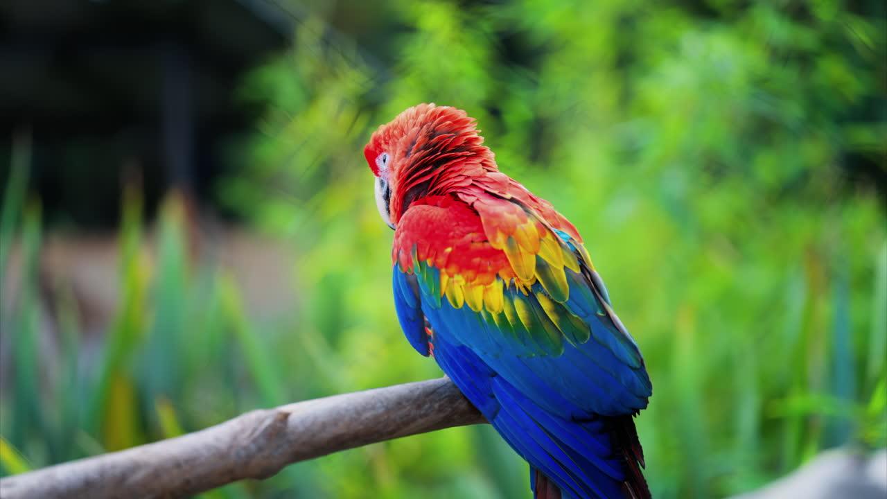 Close up of a red Macaw bird on a blurred background