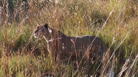 African-lioness-stands-in-tall-grass-meters-in-front-of-safari-truck