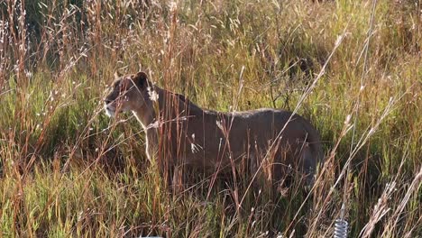 leona africana se para en metros de hierba alta frente a un camión de safari