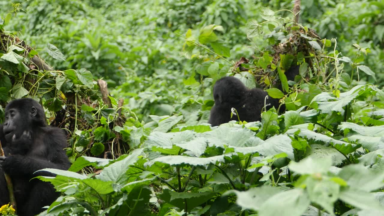 A close-up 4K gimbal shot of endangered young mountain gorilla siblings, living among their natural jungle habitat, Bwindi Impenetrable Forest National Park of Uganda, Africa