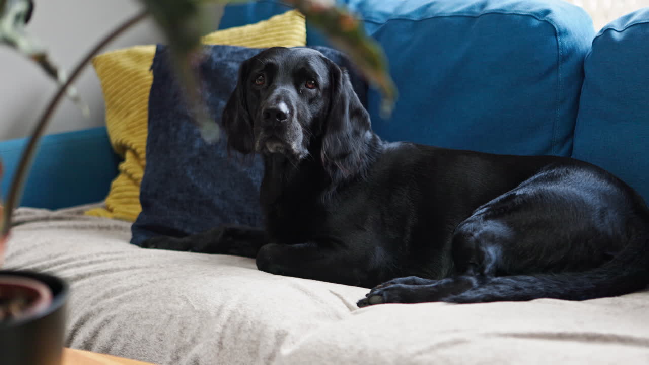 Black dog relaxing on a couch