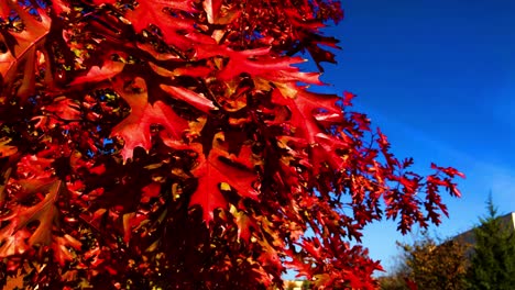 Herbstfarben-Erscheinen-Kurz-Vor-Dem-Herbst,-Die-Blätter-Des-Sommers-Verwandeln-Sich-In-Rot,-Gelb,-Orange-Und-Braun-Des-Herbstes