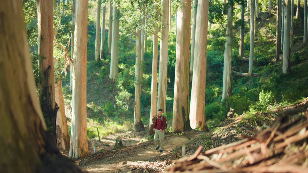 Hiker in a Eucalyptus Forest