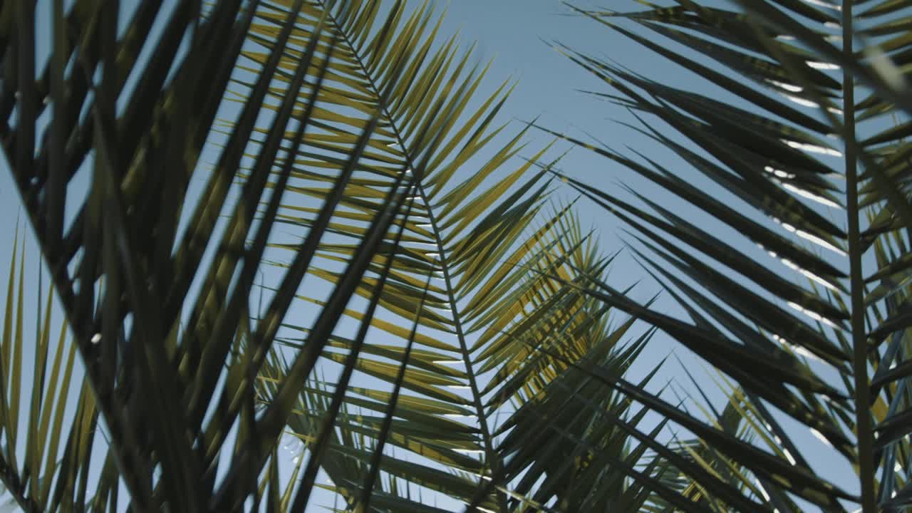 Pan shot, of a tropical palm leaf, in slow motion, from below, the sun shines through the palm leaf, that blows in the wind, in the midday sun, in the summer, in the Wilhelma, in Stuttgart, in Germany