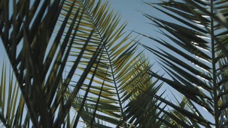 pan shot, of a tropical palm leaf, in slow motion, from below, the sun shines through the palm leaf, that blows in the wind, in the midday sun, in the summer, in the wilhelma, in stuttgart, in germany