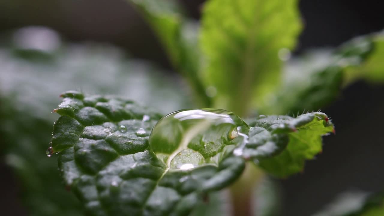 Fallender Wassertropfen berührt in Makroaufnahme ein strukturiertes grünes Blatt, bildet eine Linsenperle und setzt sich ab.