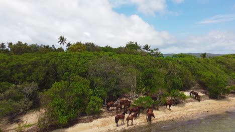 low flyover above wild horses on new caledonia