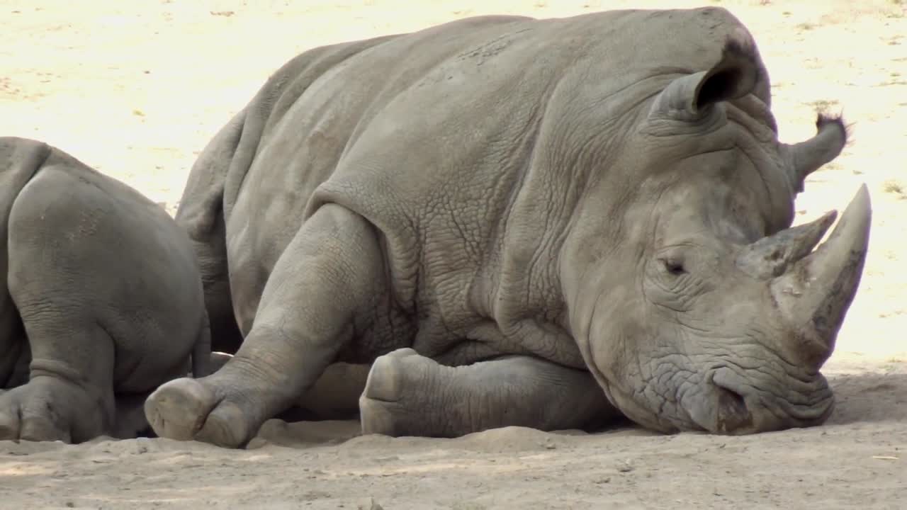 큰 아프리카 코소, 다른 각도