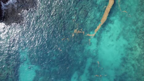 bird's eye view of sargassum algae in pointe de la grande vigie in anse-bertrand, guadeloupe, france