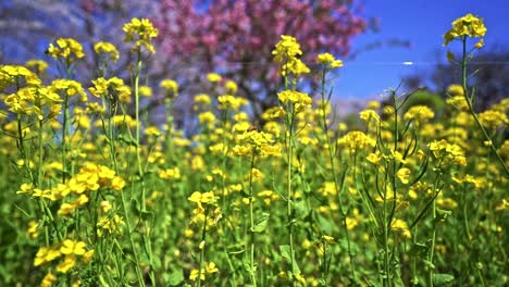 Campo-De-Colza-Amarillo-En-Plena-Floración-En-Primavera-Con-Un-Hermoso-árbol-De-Flor-De-Cerezo-Rosa-En-Un-Fondo-Borroso