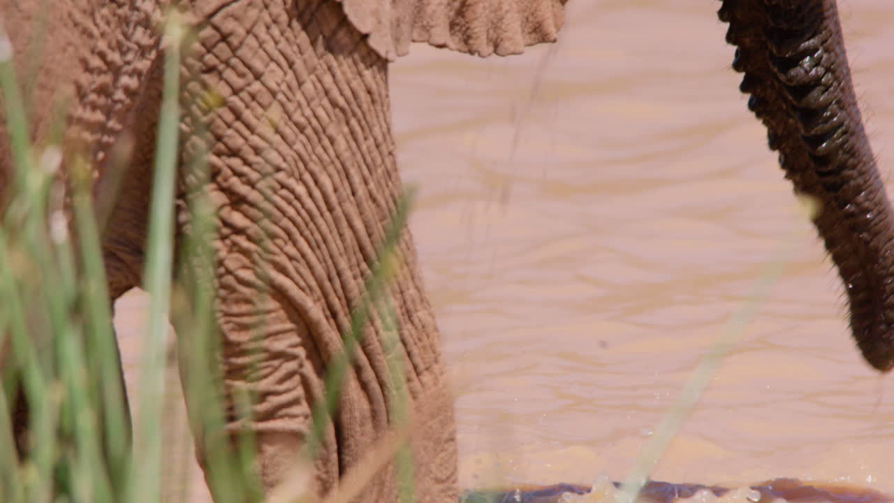 Afrikanische Busch Elefanten trinken mit dem Rüssel aus einem Wasserloch.