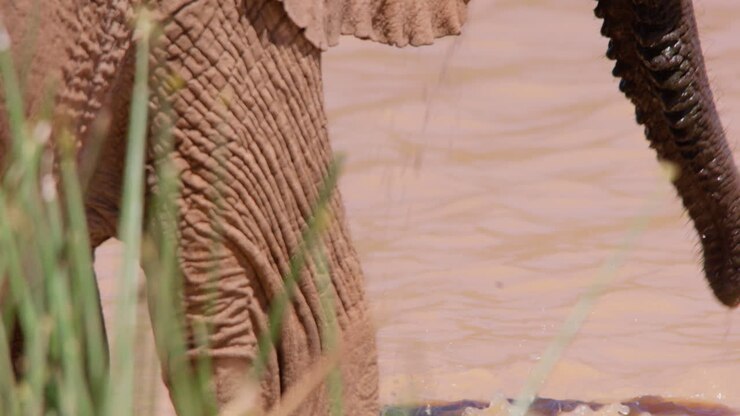African Bush Elephants trunk drinking from a waterhole