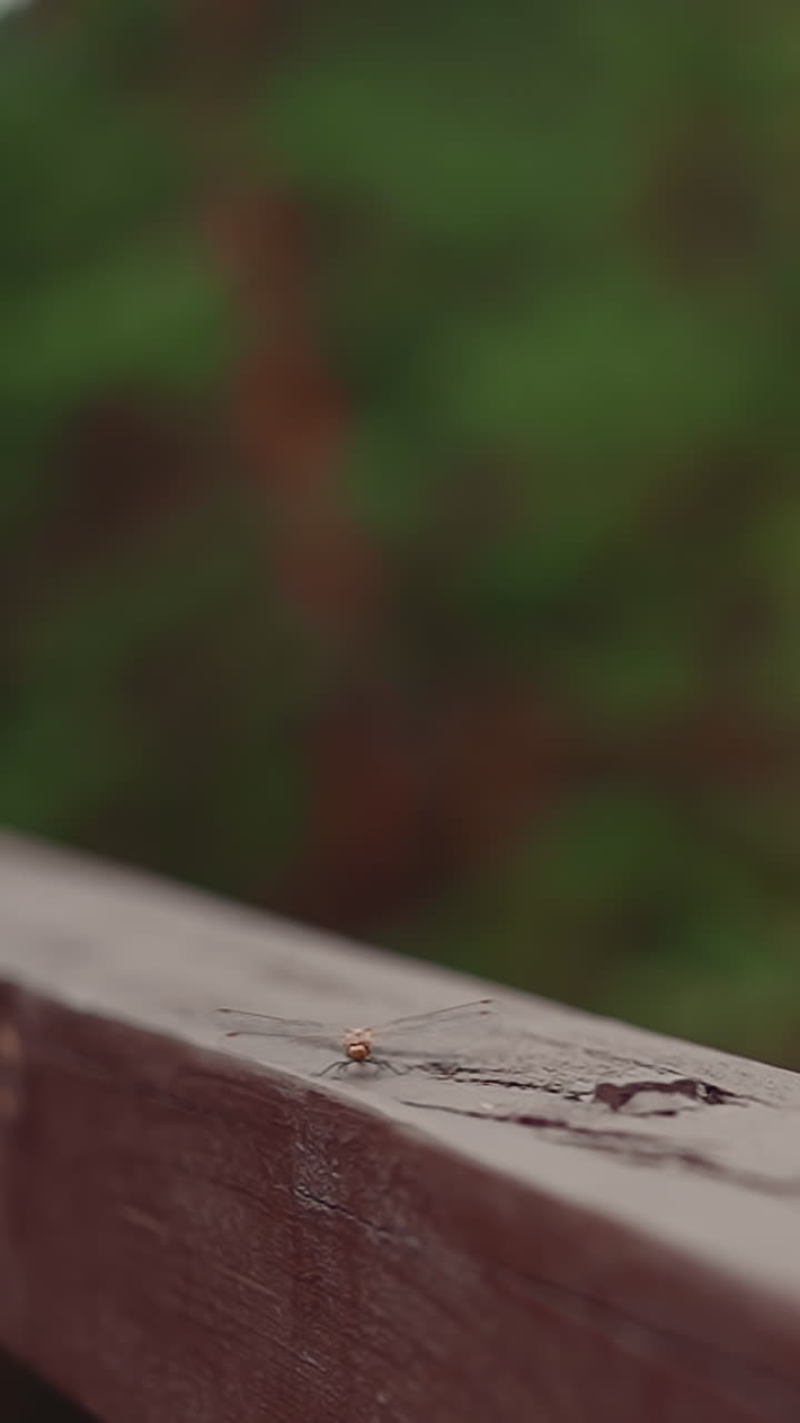 Tiny dragonfly lands onto wooden railing in spring park closeup slow motion. Pretty bug in wild nature. Fauna life and environmental representant