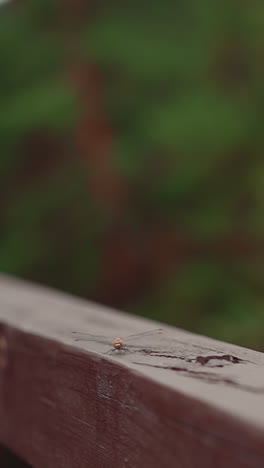 tiny dragonfly lands onto wooden railing in spring park closeup slow motion. pretty bug in wild nature. fauna life and environmental representant