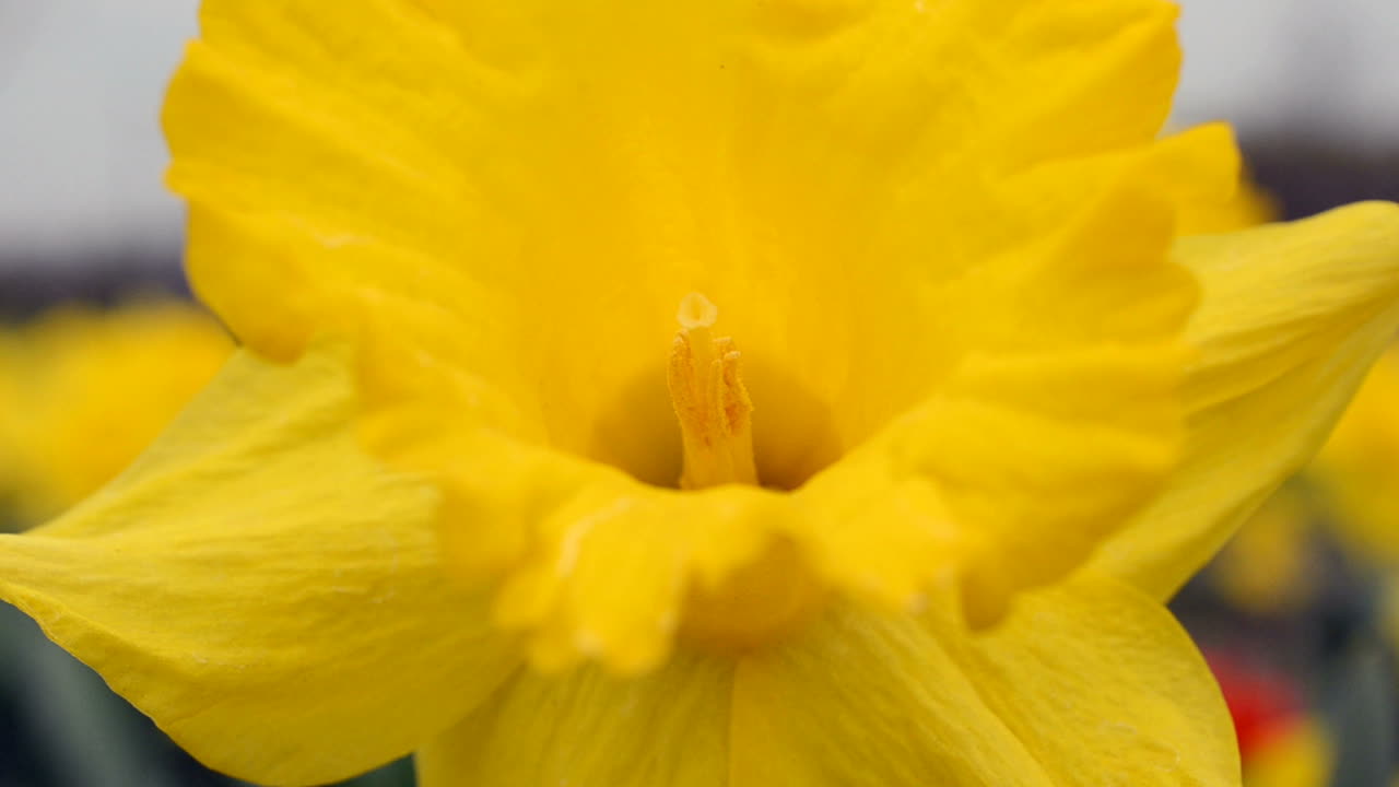 Forårsblomster