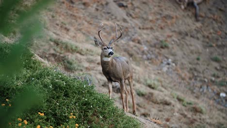 Ciervo-Bura-Buck-Adulto-Caminando-Trofeo-Grandes-Astas-Primer-Celo-Mañana-Otoño