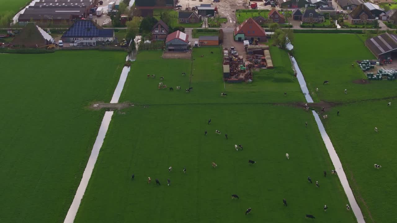 Campi panoramici con mucche al pascolo e complessi di serre, Paesi Bassi