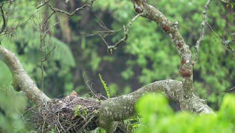 Junger-Javanischer-Habichtsadler-Auf-Dem-Nest-Auf-Dem-Baum-Im-Wilden-Leben