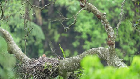 joven águila halcón javan en el nido en el árbol en la vida silvestre