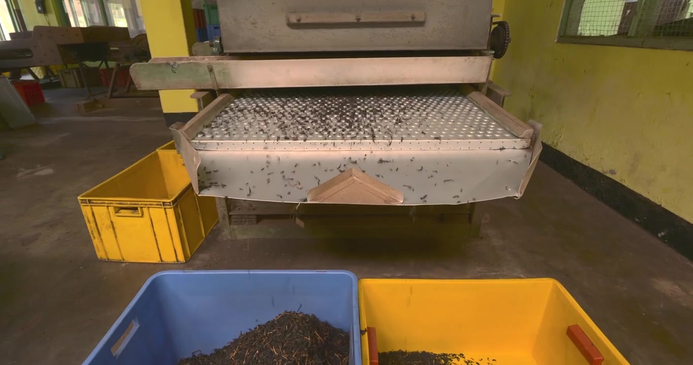 Industrial tea sieve sorts dried leaves across a raised perforated screen with loose fragments shifting toward separate exits and blue and yellow plastic collection bins positioned below