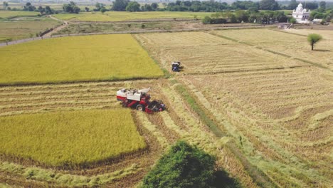 curve drone shot of a combine harvester machine and tractor in a golden paddy field in a village of shivpuri madhya pradesh india