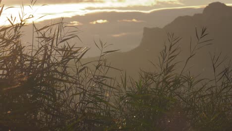 Cañas-De-Pantano-Contra-El-Cielo-Del-Amanecer,-Cámara-Lenta