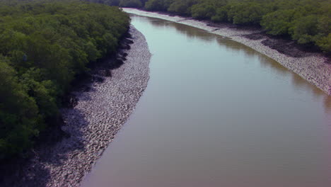 follow of lake surrounded by mangroves forest