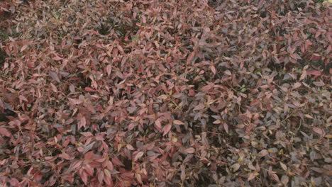 Slow-panning-of-a-red-bush-like-plant