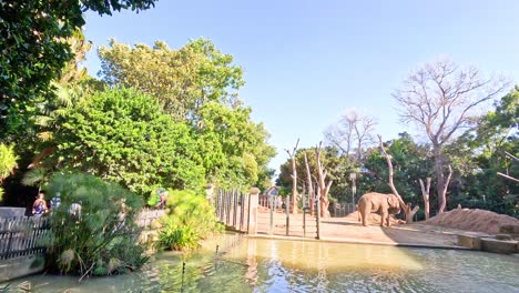 elephant walking near water at melbourne zoo