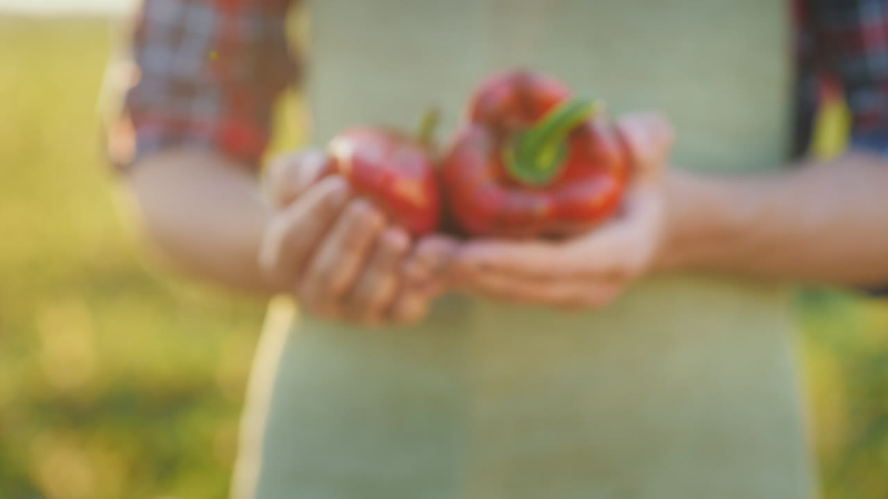 las manos del agricultor sostienen jugosas verduras frescas de pimienta búlgara del concepto de campo