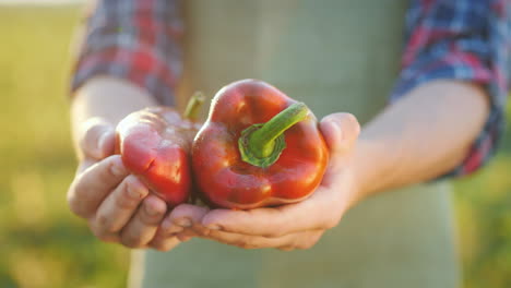 las manos del agricultor sostienen jugosas verduras frescas de pimienta búlgara del concepto de campo