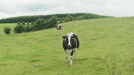 experimentar la mirada de una vaca en un pasto verde exuberante, un momento cautivador donde la naturaleza se encuentra con la lente