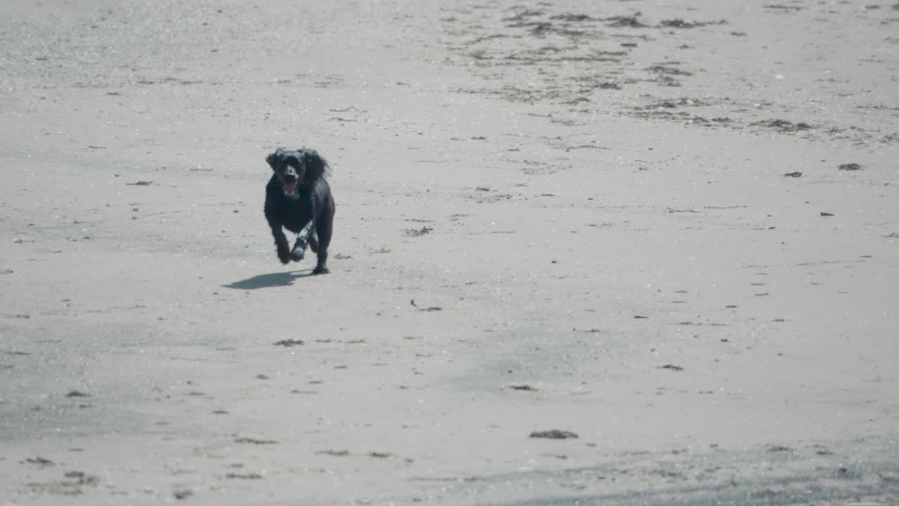 Slow motion shot of a black dog running freely across a sandy beach, capturing joyful energy, movement, and natural outdoor lifestyle in a coastal setting