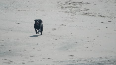 slow motion shot of a black dog running freely across a sandy beach, capturing joyful energy, movement, and natural outdoor lifestyle in a coastal setting