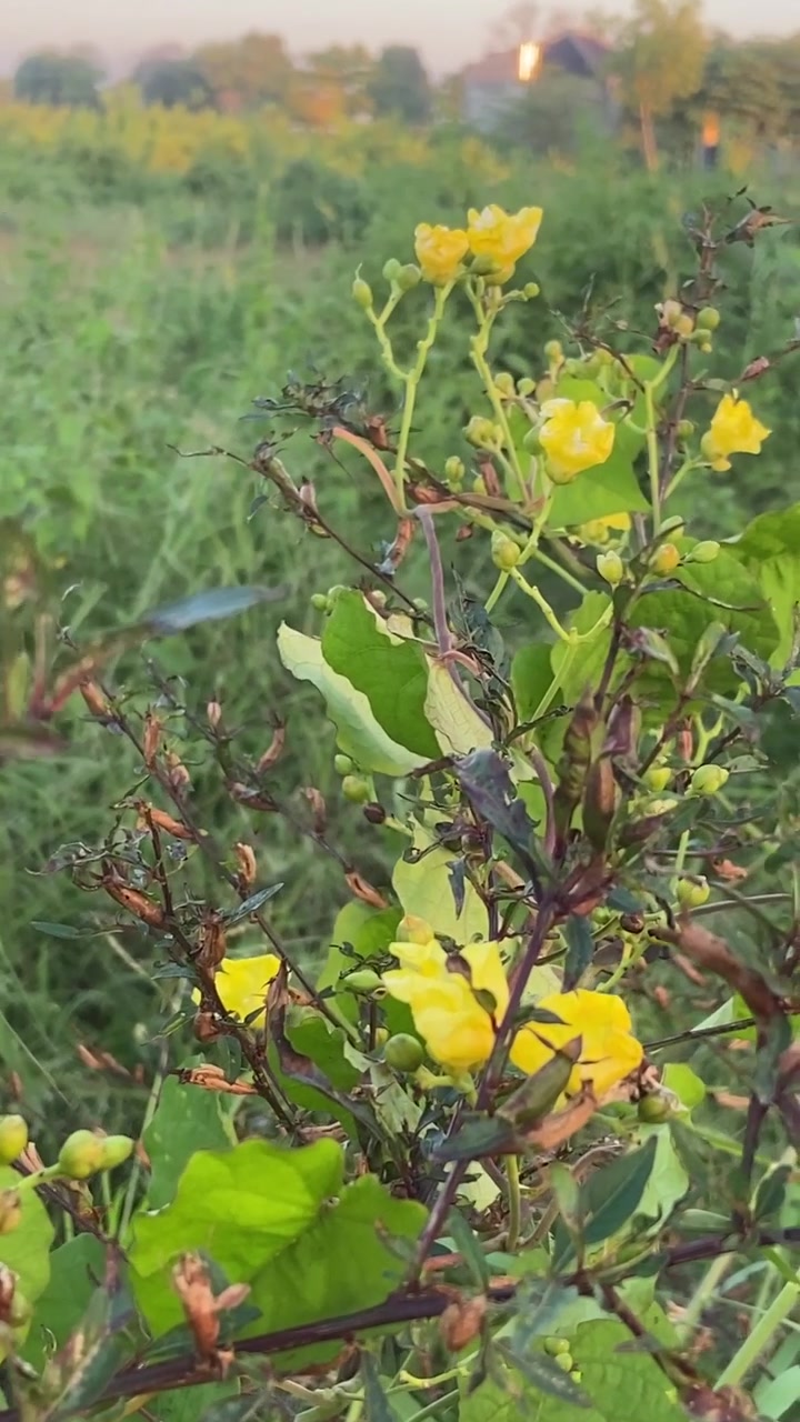 Small Yellow Wildflowers Blooming in a Grassy Field