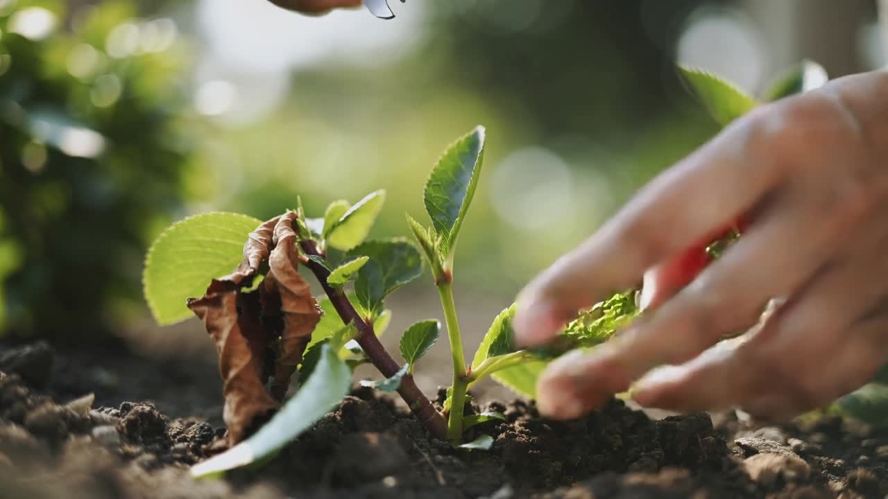 Reaching hands with green shears, snipping brown leaf from seedling in garden, promoting growth