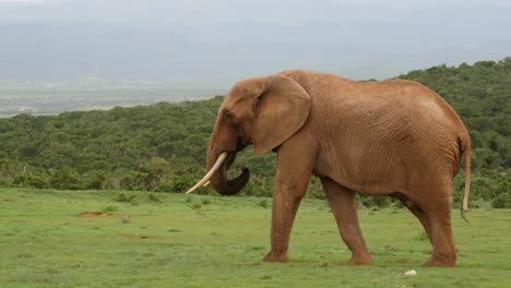 african elephant walking across grassland, swinging trunk, with beautiful greenscape in the background