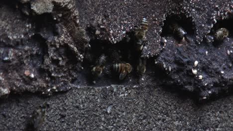 invasive african honey bees at the entrance to their hive in a garden wall, close up