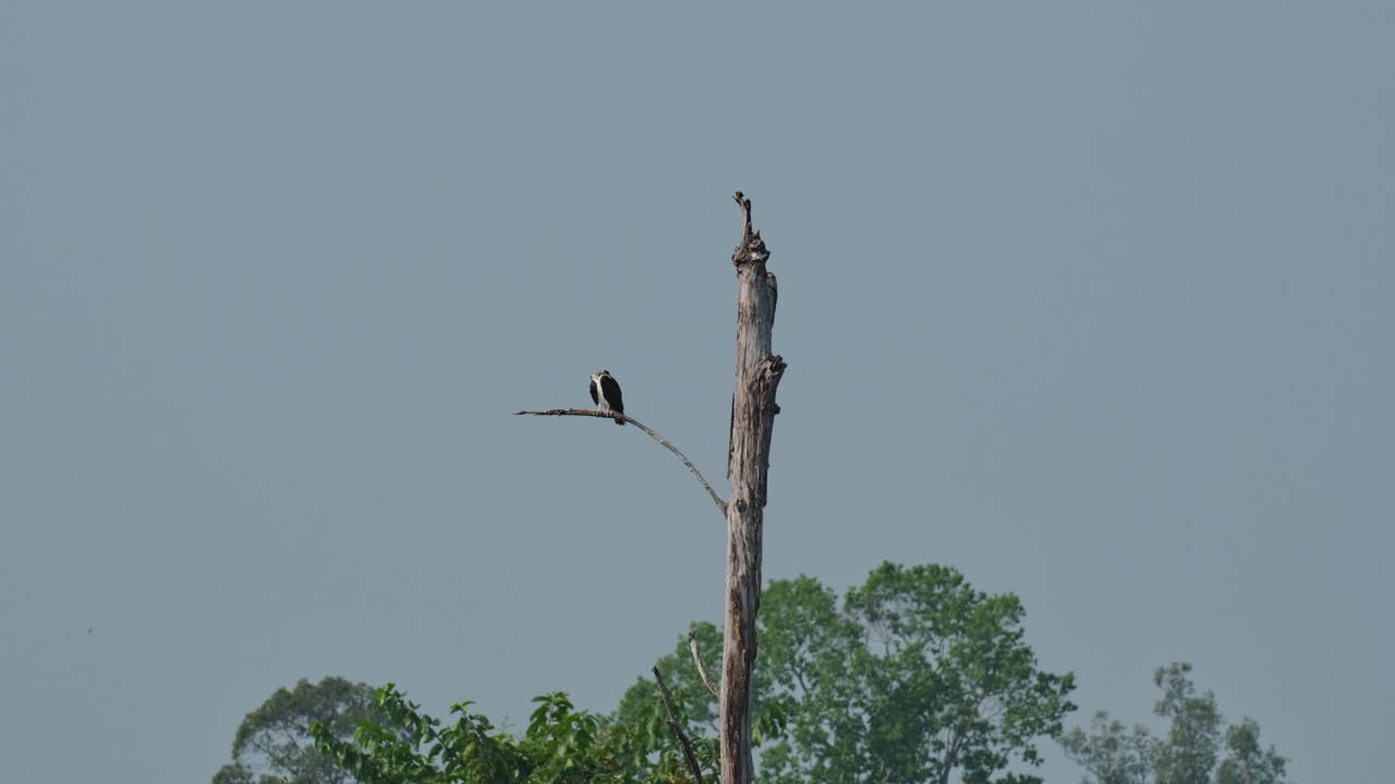 visto desde un árbol lejano encaramado en una rama aseándose, osprey pandion haliaetus, tailandia