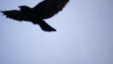 black bird flying out of focus. slow motion