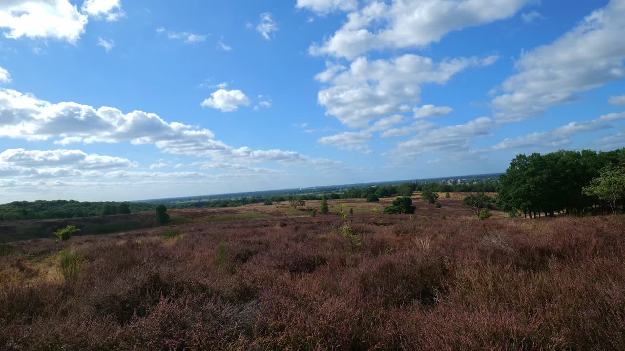 Ripresa in timelapse statica di un paesaggio fiorito di erica (Mookerheide) con nuvole che passano.