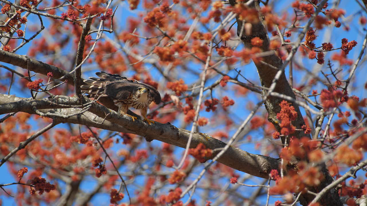 Merlin falcon couple bird of prey mating on maple tree in slow motion