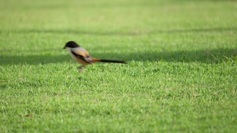 un ave de cola larga cazando en el césped forrajeando comida y saltando a cámara lenta