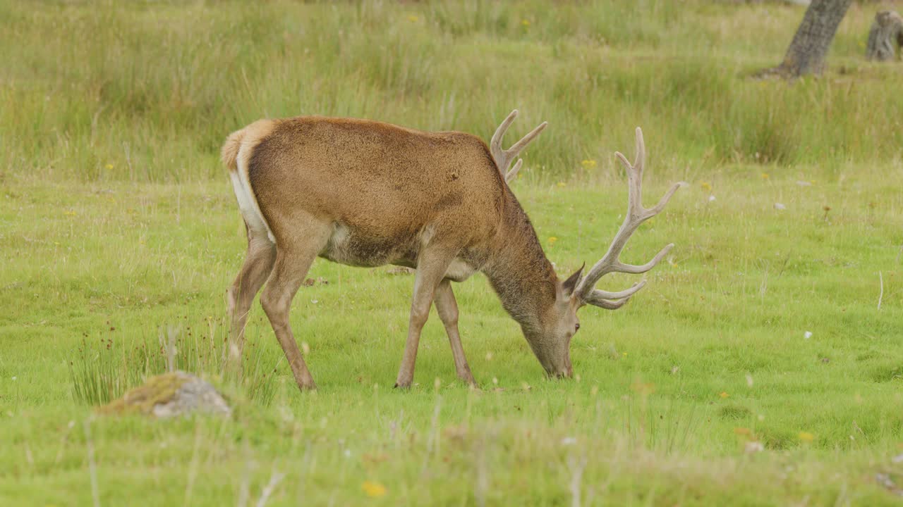 Red deer stag with antlers grazing in a wildflower meadow under soft daylight, side view